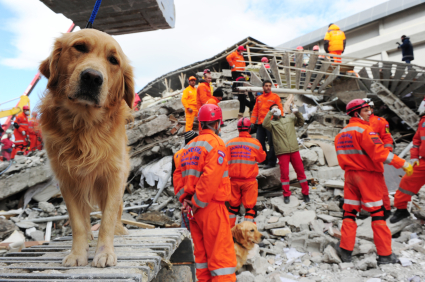 Search and Rescue Dog (Photo credit: http://www.deerfieldvet.com/)